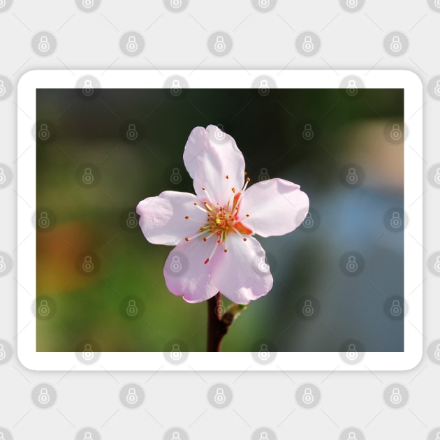 Almond Blossom Sticker by jojobob